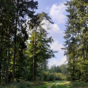 Monatsthema Wald - Fotograf Helmut Joa