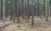 Monatsthema Wald - Fotograf Olaf Kratge