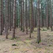 Monatsthema Wald - Fotograf Olaf Kratge