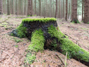 Monatsthema Wald - Fotograf Olaf Kratge