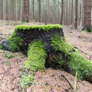 Monatsthema Wald - Fotograf Olaf Kratge