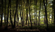 Monatsthema Wald - Fotograf Olaf Kratge