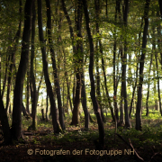 Monatsthema Wald - Fotograf Olaf Kratge