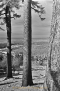 Monatsthema Wald - Fotograf Stefan Zimmermann