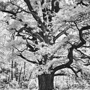 Monatsthema Wald - Fotograf Stefan Zimmermann