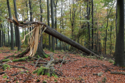 Monatsthema Wald - Fotograf Werner Ch. Buchwald