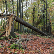 Monatsthema Wald - Fotograf Werner Ch. Buchwald