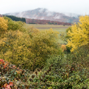 Monatsthema Wald - Fotograf Werner Ch. Buchwald