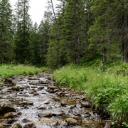 Monatsthema Wald - Fotograf Clemens Schnitzler