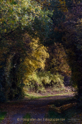 Monatsthema Wald - Fotograf Clemens Schnitzler