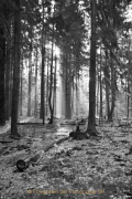 Monatsthema Wald - Fotograf Henry Mann