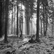 Monatsthema Wald - Fotograf Henry Mann