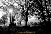 Monatsthema Wald - Fotograf Henry Mann