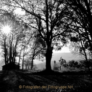 Monatsthema Wald - Fotograf Henry Mann