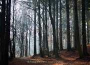 Monatsthema Wald - Fotograf Henry Mann