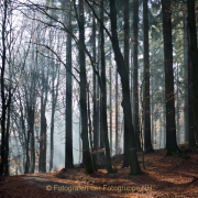 Monatsthema Wald - Fotograf Henry Mann