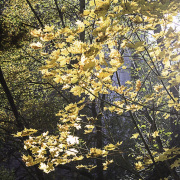 Monatsthema Wald - Fotograf Joachim Würth