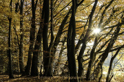 Monatsthema Wald - Fotograf Joachim Würth