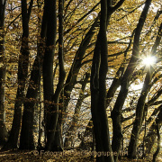 Monatsthema Wald - Fotograf Joachim Würth