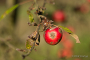 Apfel - Fotograf Olaf Kratge