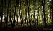 Im Wald - Fotograf Olaf Kratge