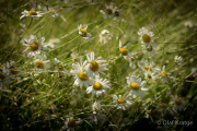 Kamillenblüte - Fotograf Olaf Kratge