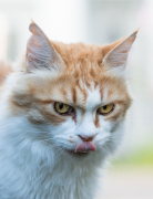 Katze - Fotograf Olaf Kratge