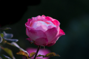 Rosenblüte mit Morgentau - Fotograf Olaf Kratge