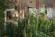 Niedernhausener Impressionen - Fotograf Helmut Joa