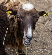 Wildtiergehe Weilburg - Fotografin Anne Jeuk