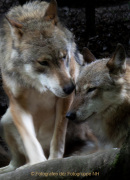 Wildtiergehe Weilburg - Fotografin Anne Jeuk