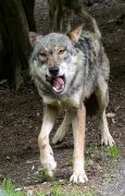 Wildtiergehe Weilburg - Fotografin Anne Jeuk
