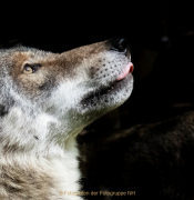 Wildtiergehe Weilburg - Fotografin Anne Jeuk