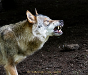 Wildtiergehe Weilburg - Fotografin Anne Jeuk