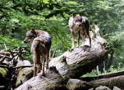 Wildtiergehe Weilburg - Fotografin Anne Jeuk