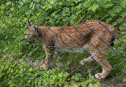 Wildtiergehe Weilburg - Fotografin Anne Jeuk
