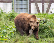Wildtiergehe Weilburg - Fotografin Anne Jeuk