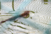 Wildtiergehe Weilburg - Fotografin Anne Jeuk
