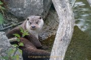 Wildtiergehe Weilburg - Fotografin Jutta R. Buchwald