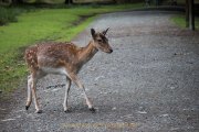 Wildtiergehe Weilburg - Fotografin Jutta R. Buchwald