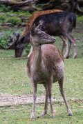 Wildtiergehe Weilburg - Fotografin Jutta R. Buchwald