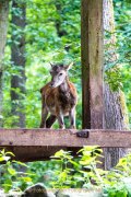 Wildtiergehe Weilburg - Fotografin Jutta R. Buchwald