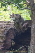 Wildtiergehe Weilburg - Fotografin Jutta R. Buchwald