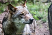 Wildtiergehe Weilburg - Fotografin Jutta R. Buchwald