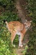 Wildtiergehe Weilburg - Fotografin Jutta R. Buchwald