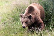 Wildtiergehe Weilburg - Fotografin Jutta R. Buchwald