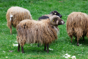 Wildtiergehe Weilburg - Fotograf Jörg Zimmermann