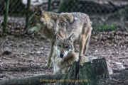 Wildtiergehe Weilburg - Fotograf Jörg Zimmermann
