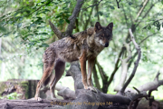 Wildtiergehe Weilburg - Fotograf Jörg Zimmermann