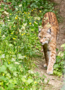 Wildtiergehe Weilburg - Fotograf Jörg Zimmermann